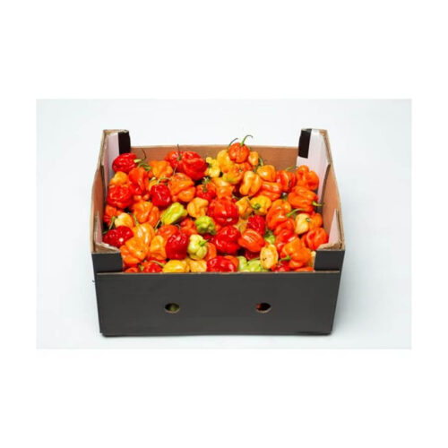 Ata rodo scotch Bonnet hot pepper half box 1.5kg