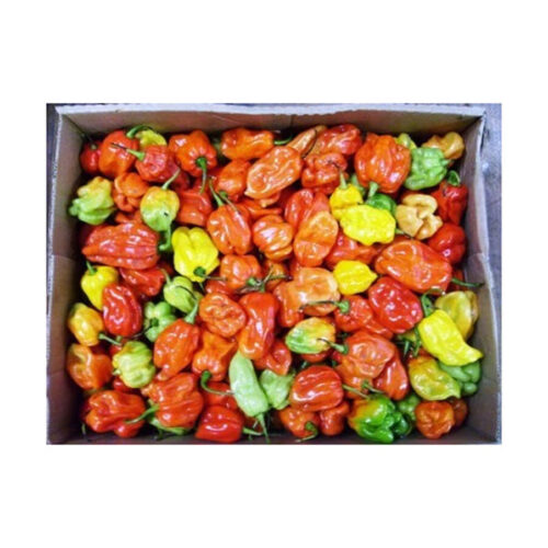 Ata rodo scotch Bonnet Hot Pepper Box 3kg