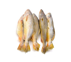 Yellow Croacker Fish