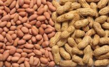 Mela groundnut